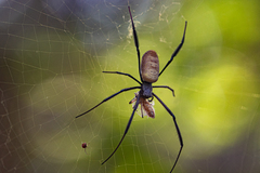 Trichonephila fenestrata