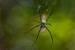 Trichonephila fenestrata