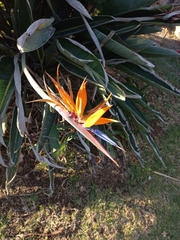 Erythrina leptorhiza