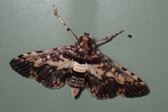 Nacoleia amphicedalis