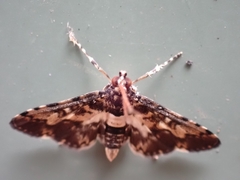 Nacoleia amphicedalis