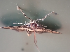 Nacoleia amphicedalis