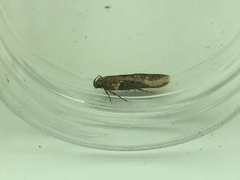 Chionodes mediofuscella