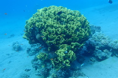 Turbinaria reniformis