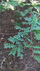 Gleditsia triacanthos
