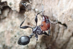 Podomyrma odae
