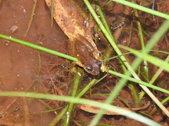 Scinax perereca