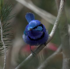 Malurus splendens splendens
