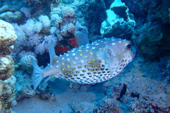 Cyclichthys spilostylus