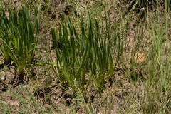 Tulbaghia