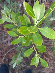 Ilex glabra