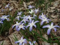 Scilla luciliae