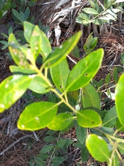 Ilex glabra