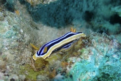 Chromodoris quadricolor
