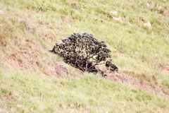 Protea roupelliae roupelliae