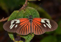 Heliconius erato amazona