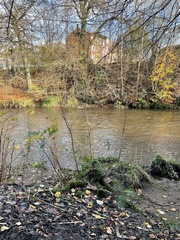 Heracleum mantegazzianum