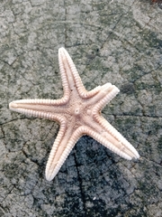 Astropecten irregularis