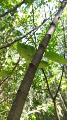 Gleditsia triacanthos