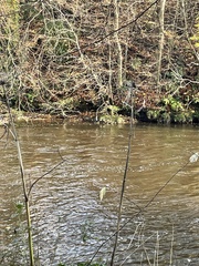 Heracleum mantegazzianum