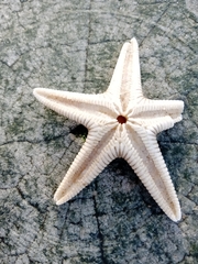 Astropecten irregularis