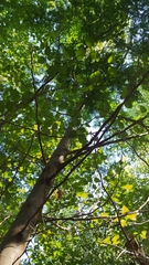 Gleditsia triacanthos