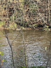 Heracleum mantegazzianum