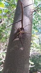 Gleditsia triacanthos