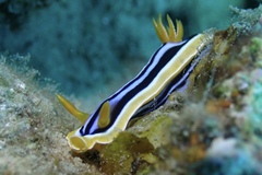 Chromodoris quadricolor