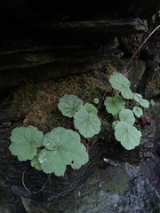 Tellima grandiflora