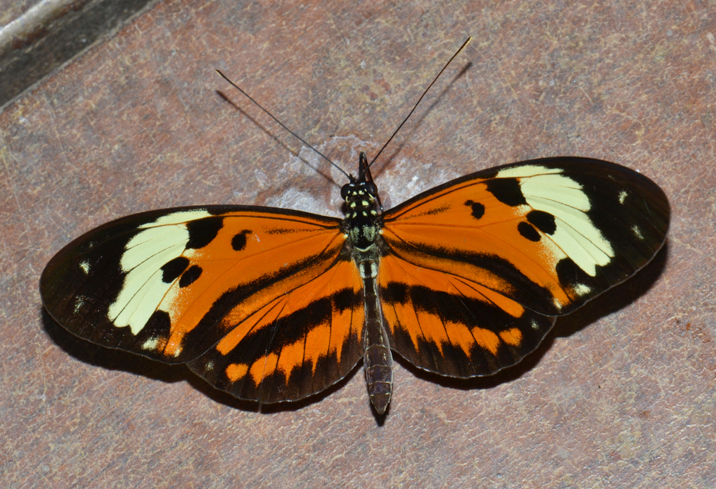Heliconius pardalinus