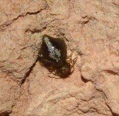 Allacma fusca