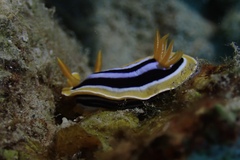 Chromodoris quadricolor