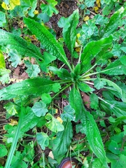 Helminthotheca echioides