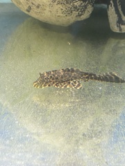 Pterygoplichthys gibbiceps