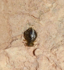 Allacma fusca