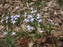 Scilla luciliae
