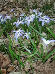 Scilla luciliae