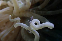 Ancylomenes longicarpus