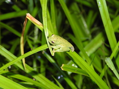 Aplastodiscus perviridis