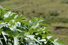 Cussonia paniculata sinuata