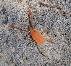 Erythraeoidea