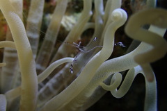 Ancylomenes longicarpus