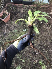 Borago