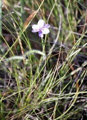 Aristea abyssinica