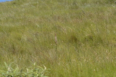 Satyrium longicauda longicauda