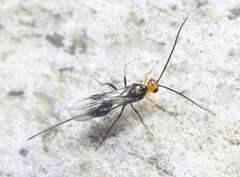 Braconinae