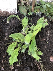 Borago