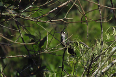 Stephanoxis loddigesii