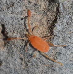 Erythraeoidea